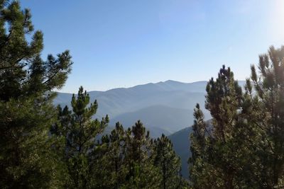 Trees and mountains against sky