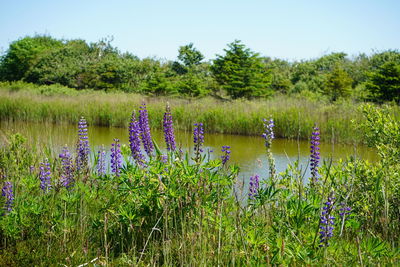 Purple flowering plants on field by lake against sky