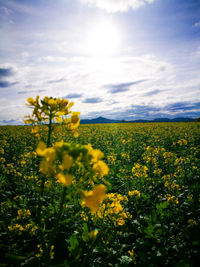 Yellow flowers growing in field
