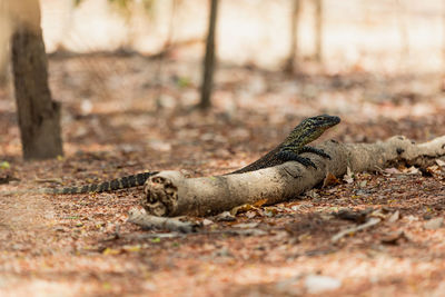 Lizard on a field