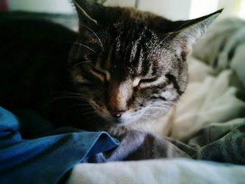 Close-up of cat