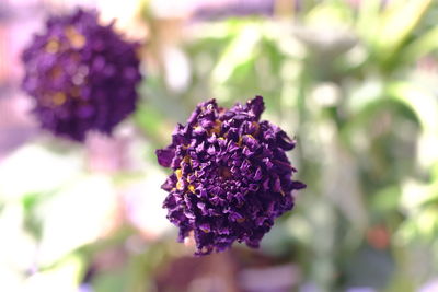 Close-up of purple flowering plant