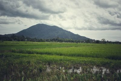 Scenic view of agricultural field against sky