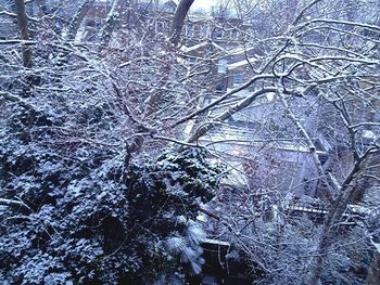 Bare trees in forest during winter