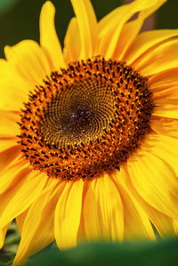 Close-up of sunflower