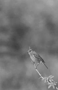 Close-up of a bird perching on a flower