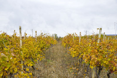 Scenic view of vineyard against sky