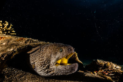 Close-up of a turtle on rock