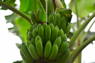 Low angle view of banana tree