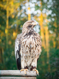 Close-up of owl perching on wood