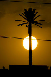 Low angle view of silhouette plant against sky during sunset