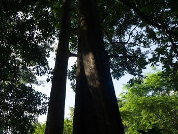 Low angle view of trees against sky