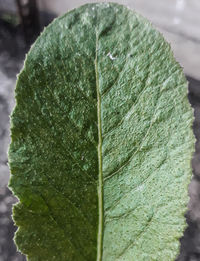 Close-up of green leaf