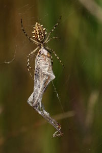 Close-up of spider on web