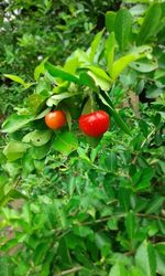 Close-up of red chili peppers