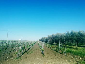 Scenic view of agricultural field against clear blue sky