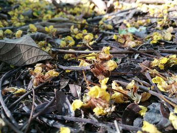 Close-up of crab on leaves