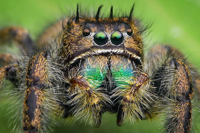 Close-up of spider