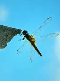 Insect on white background