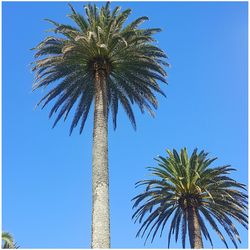 Low angle view of palm tree against blue sky