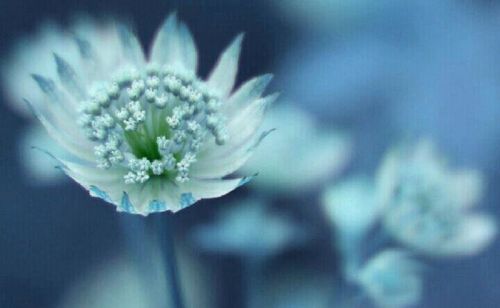 Close-up of white flowers blooming outdoors