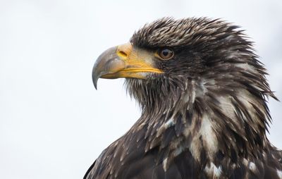 Close-up of eagle against clear sky