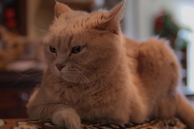 Close-up of ginger cat sitting at home