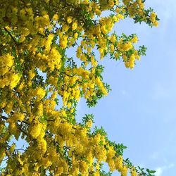 Low angle view of flowering tree against sky