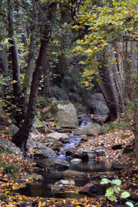 River flowing amidst trees in forest