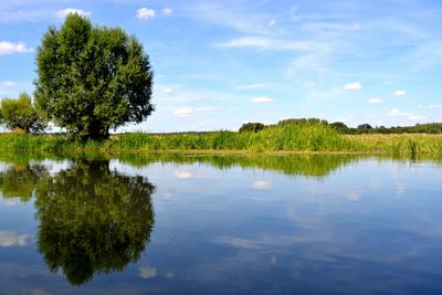 Tree on grassy field by lake with reflection against sky