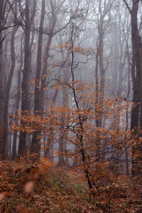 Trees in forest during autumn