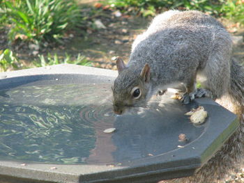 Close-up of squirrel in water