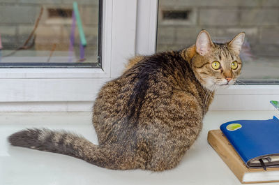 Domestic cat sitting on window sill looking into camera