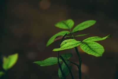 Close-up of fresh green plant