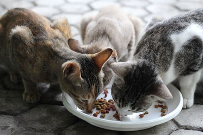 Close-up of cat eating food