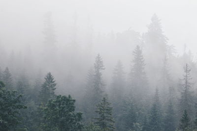 Trees in forest during foggy weather