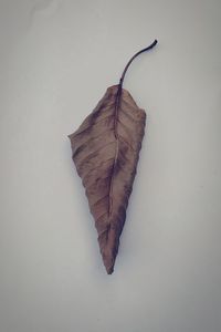 Close-up of dry leaf against white background