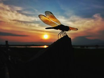 Close-up of silhouette insect against sea during sunset
