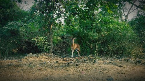 View of deer in the forest