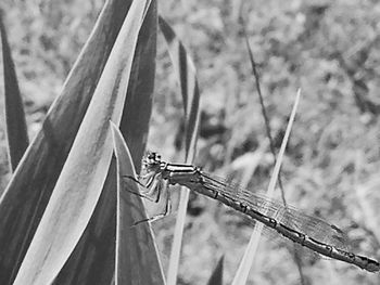 Close-up of dragonfly on plant