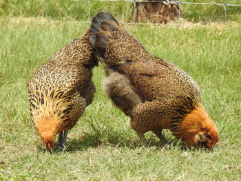 Close-up of hens foraging on field