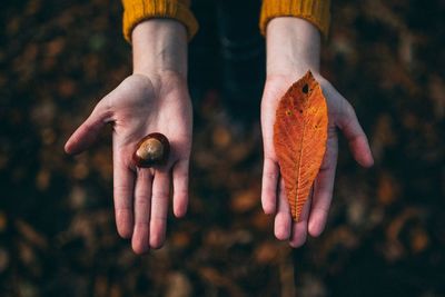 Close-up of hands holding leaf and chestnut