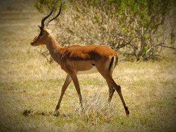 Side view of deer on field