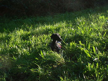 Woman with dog on field