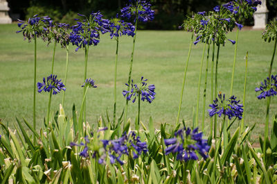 Close-up of purple flowers