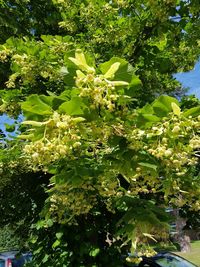 Close-up of flowering plant hanging from tree