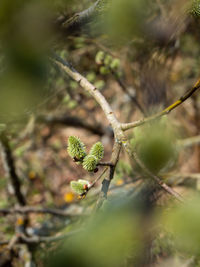 Close-up of plant growing on branch