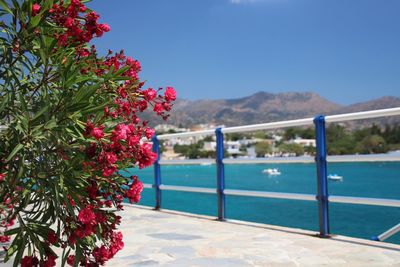 Flowering plants by swimming pool against sky