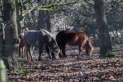 Horses standing on tree