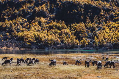 Flock of sheep grazing in field